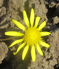 Senecio consanguineus