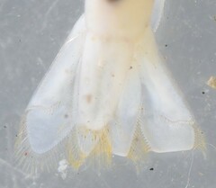 Caridinopsis chevalieri