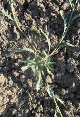 Senecio consanguineus