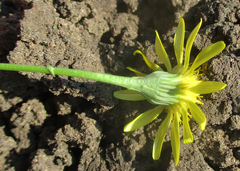 Senecio consanguineus