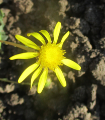 Senecio consanguineus