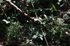 Benkara sinensis