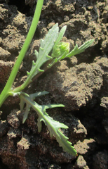 Senecio consanguineus