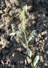 Senecio consanguineus