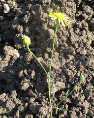 Senecio consanguineus