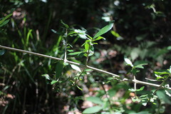 Benkara sinensis