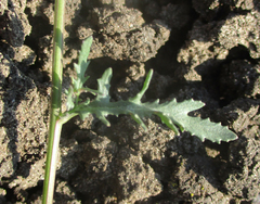 Senecio consanguineus