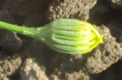 Senecio consanguineus