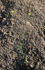 Senecio consanguineus