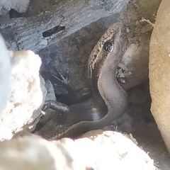 Ablepharus deserti
