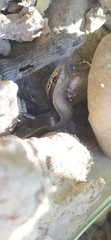 Ablepharus deserti