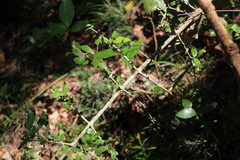 Benkara sinensis