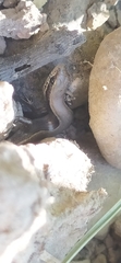 Ablepharus deserti
