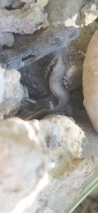 Ablepharus deserti