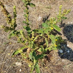 Verbascum phlomoides