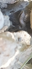 Ablepharus deserti