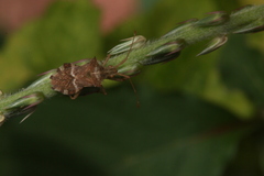 Cletomorpha