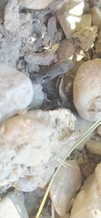 Ablepharus deserti