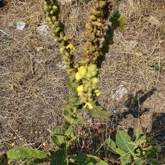 Verbascum phlomoides