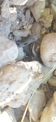 Ablepharus deserti
