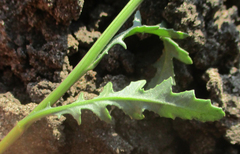 Senecio consanguineus
