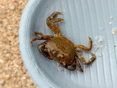 Gaetice depressus