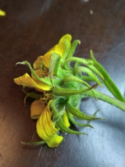 Helianthus resinosus