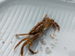 Gaetice depressus