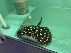 Potamotrygon leopoldi