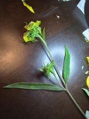 Helianthus resinosus