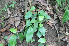 Loxogramme biformis