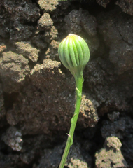 Senecio consanguineus
