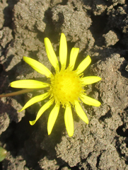 Senecio consanguineus