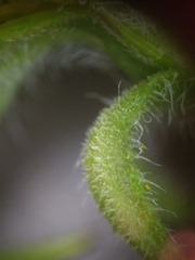 Helianthus resinosus