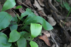 Loxogramme biformis