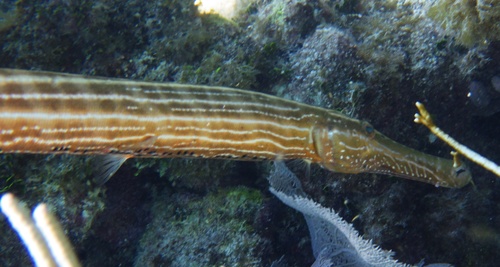 Western Atlantic Trumpetfish