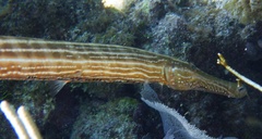 Trumpetfish photo 5