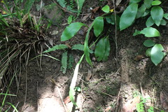 Loxogramme biformis