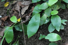 Loxogramme biformis