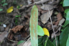 Loxogramme biformis