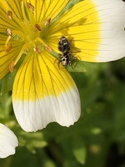 Salticus scenicus