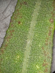 Helianthus resinosus