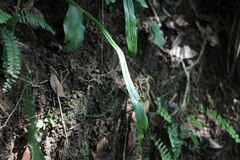 Loxogramme biformis