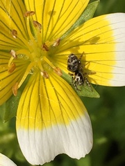 Salticus scenicus