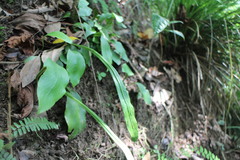 Loxogramme biformis