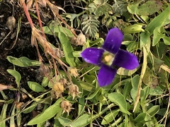Gentianopsis holopetala