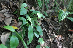 Loxogramme biformis