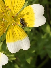 Salticus scenicus