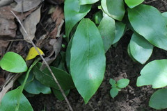 Loxogramme biformis