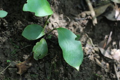 Loxogramme biformis